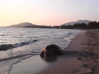 Με ένα καρφί στο κεφάλι βρέθηκε μια θαλάσσια χελώνα στον Αμβρακικό! - Φωτογραφία 1