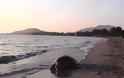 Με ένα καρφί στο κεφάλι βρέθηκε μια θαλάσσια χελώνα στον Αμβρακικό!