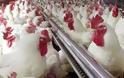 Θύματα του αυστριακού καύσωνα... 5.000 κότες