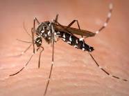 Αναγνώστη αναφέρει πως δεν έγινε κανένας ψεκασμός για τα κουνούπια στον Βόρειο Έβρο - Φωτογραφία 1