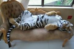 Αυτά παθαίνεις όταν έχεις για κατοικίδιο μια τίγρη!