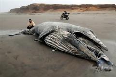 Άδοξο τέλος για έναν γίγαντα των θαλασσών