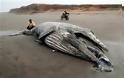 ΔΕΙΤΕ: Άδοξο τέλος για έναν γίγαντα των θαλασσών