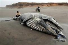 ΔΕΙΤΕ: Άδοξο τέλος για έναν γίγαντα των θαλασσών