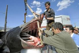 Ψάρεψαν καρχαρία 6 μέτρων στην Εύβοια [ΒΙΝΤΕΟ] - Φωτογραφία 1
