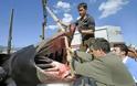 Ψάρεψαν καρχαρία 6 μέτρων στην Εύβοια [ΒΙΝΤΕΟ]