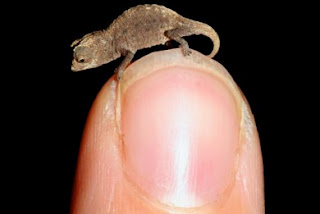 Το μικρότερο ερπετό του κόσμου ανακαλύφθηκε στη Μαδαγασκάρη! - Φωτογραφία 1