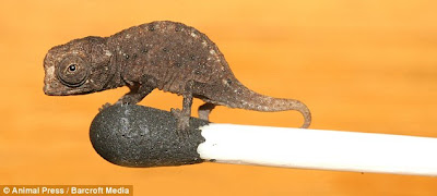 Το μικρότερο ερπετό του κόσμου ανακαλύφθηκε στη Μαδαγασκάρη! - Φωτογραφία 3