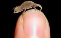 Το μικρότερο ερπετό του κόσμου ανακαλύφθηκε στη Μαδαγασκάρη!