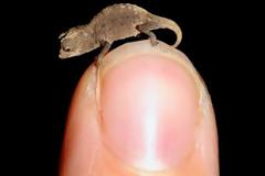 Το μικρότερο ερπετό του κόσμου ανακαλύφθηκε στη Μαδαγασκάρη!