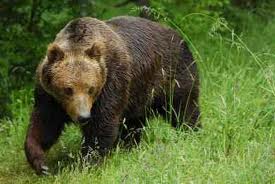 ΑΠΟΚΛΕΙΣΤΙΚΟ:Αρκούδα στην Καστοριά - Φωτογραφία 1