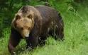 ΑΠΟΚΛΕΙΣΤΙΚΟ:Αρκούδα στην Καστοριά