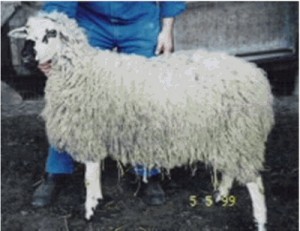 Κτηνοτρόφος έκανε σεξ με πρόβατο και κατέληξε στο νοσοκομείο! - Φωτογραφία 1