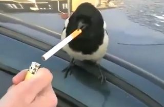 Καρακάξα με τσιγάρο στο στόμα! [Video] - Φωτογραφία 1