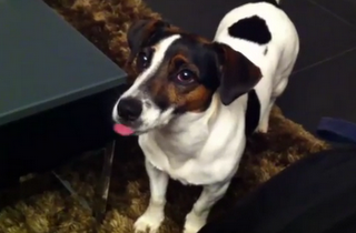 Σκύλος βγάζει τη γλώσσα του κάθε φορά που ακούει ένα συγκεκριμένο ήχο... [Video] - Φωτογραφία 1