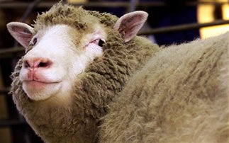 Ντόλι, το πρώτο κλωνοποιηµένο πρόβατο - Φωτογραφία 1
