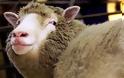 Ντόλι, το πρώτο κλωνοποιηµένο πρόβατο