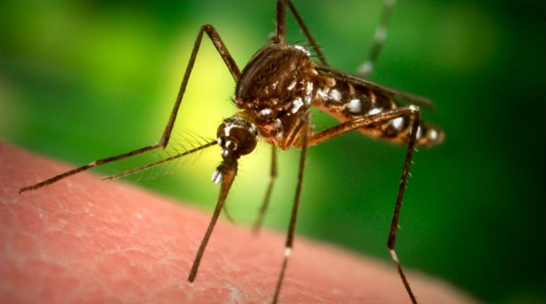 VIDEO: Πως τσιμπάει ένα κουνούπι και ρουφάει το αίμα! - Φωτογραφία 1