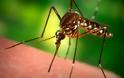 VIDEO: Πως τσιμπάει ένα κουνούπι και ρουφάει το αίμα!