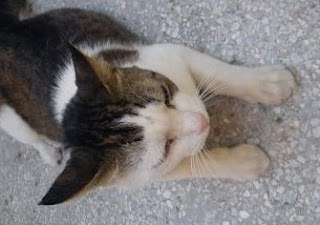 Βρέθηκε γατάκι στη Λάρισα - Φωτογραφία 1