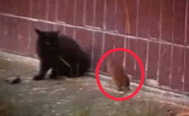 VIDEO: Απίστευτο κι όμως αληθινό! Ποντίκι επιτίθεται σε γάτες! - Φωτογραφία 1