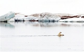 ΣΥΓΚΛΟΝΙΣΤΙΚΗ ΕΙΚΟΝΑ: Πολική αρκούδα μεταφέρει στην πλάτη το μικρό της - Φωτογραφία 1