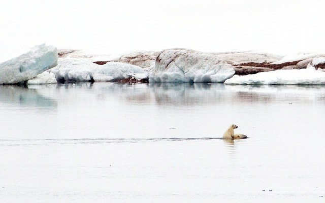 ΣΥΓΚΛΟΝΙΣΤΙΚΗ ΕΙΚΟΝΑ: Πολική αρκούδα μεταφέρει στην πλάτη το μικρό της - Φωτογραφία 2