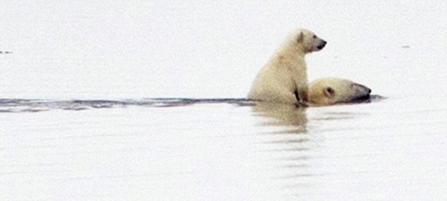 ΣΥΓΚΛΟΝΙΣΤΙΚΗ ΕΙΚΟΝΑ: Πολική αρκούδα μεταφέρει στην πλάτη το μικρό της - Φωτογραφία 3