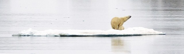 ΣΥΓΚΛΟΝΙΣΤΙΚΗ ΕΙΚΟΝΑ: Πολική αρκούδα μεταφέρει στην πλάτη το μικρό της - Φωτογραφία 4