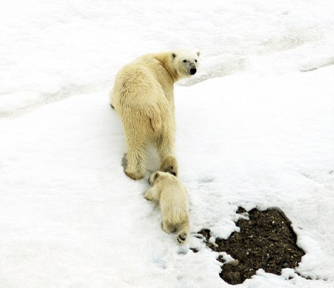 ΣΥΓΚΛΟΝΙΣΤΙΚΗ ΕΙΚΟΝΑ: Πολική αρκούδα μεταφέρει στην πλάτη το μικρό της - Φωτογραφία 5