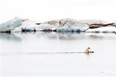 ΣΥΓΚΛΟΝΙΣΤΙΚΗ ΕΙΚΟΝΑ: Πολική αρκούδα μεταφέρει στην πλάτη το μικρό της