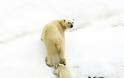 ΣΥΓΚΛΟΝΙΣΤΙΚΗ ΕΙΚΟΝΑ: Πολική αρκούδα μεταφέρει στην πλάτη το μικρό της - Φωτογραφία 5