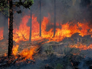 Εύβοια: Σε εξέλιξη η πυρκαγιά στην Ιστιαία - 500 στρέμματα έγιναν στάχτη - Φωτογραφία 1