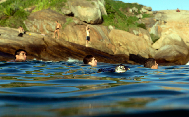 Κολυμπώντας με τους... πιγκουίνους! - Φωτογραφία 4