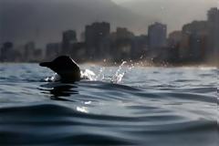 Κολυμπώντας με τους... πιγκουίνους!