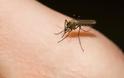 Η ελονοσία χτυπά την Ελλάδα