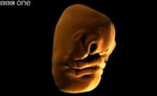 Εκπληκτικό Βίντεο: Πως σχηματίζεται το πρόσωπο ενός εμβρύου - Φωτογραφία 1