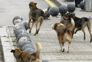 Κινδύνευσε από επίθεση αδέσποτου σκύλου στην Ηγουμενίτσα - Φωτογραφία 1