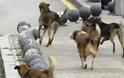 Κινδύνευσε από επίθεση αδέσποτου σκύλου στην Ηγουμενίτσα