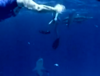 Δελφίνι σώζει γυναίκα από επίθεση καρχαρία...Φοβερό Βίντεο - Φωτογραφία 1