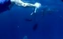 Δελφίνι σώζει γυναίκα από επίθεση καρχαρία...Φοβερό Βίντεο