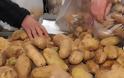 Πέντε τόνοι βιολογικής πατάτας σε απόρους και σε ιδρύματα