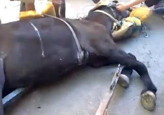 Θεσσαλονίκη: Φορτώνει το 28χρονο άλογο λες και είναι νταλίκα! [video] - Φωτογραφία 1