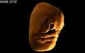 ΕΚΠΛΗΚΤΙΚΟ VIDEO: Πως σχηματίζεται το πρόσωπο ενός εμβρύου