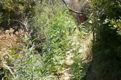 Στα δίχτυα των αρχών 45χρονος που φύτευε χασίς στην Αγία Μαρίνα στα Χανιά