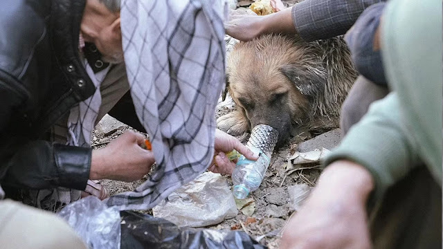 Σκηνές εξαθλίωσης στο Αφγανιστάν: Άστεγοι δίνουν ηρωίνη σε σκύλους, τους χρησιμοποιούν για να μένουν ζεστοί - Φωτογραφία 1