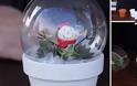 DIY Xιονόμπαλες με φυσικά φυτά για γιορτινή διακόσμηση αλλά και για δώρα - Φωτογραφία 2