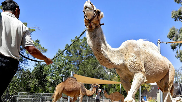 Σ. Αραβία: Δεκάδες καμήλες αποκλείστηκαν από διαγωνισμό ομορφιάς επειδή υποβλήθηκαν σε μπότοξ - Φωτογραφία 1