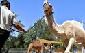 Σ. Αραβία: Δεκάδες καμήλες αποκλείστηκαν από διαγωνισμό ομορφιάς επειδή υποβλήθηκαν σε μπότοξ