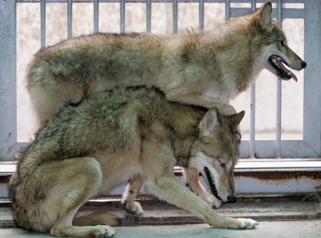 Γαλλία: 9 λύκοι απέδρασαν από ζωολογικό κήπο ενώ λειτουργούσε για το κοινό - Φωτογραφία 1